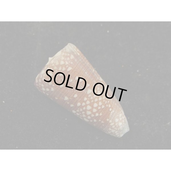 画像2: ビクターイモ (2)