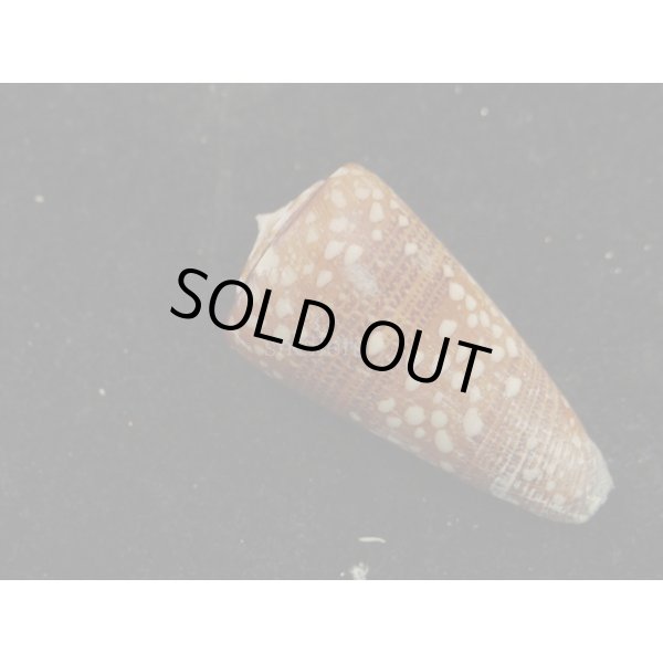 画像2: ビクターイモ (2)