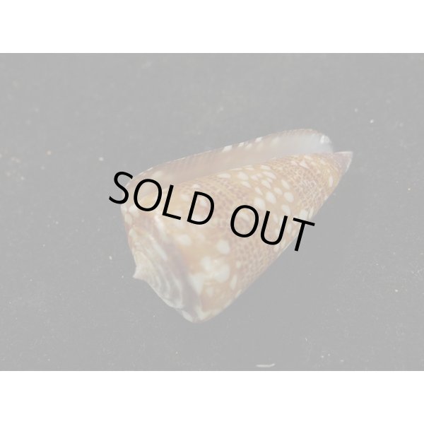 画像3: ビクターイモ (3)