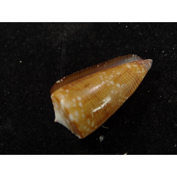 画像3: ビクターイモ (3)