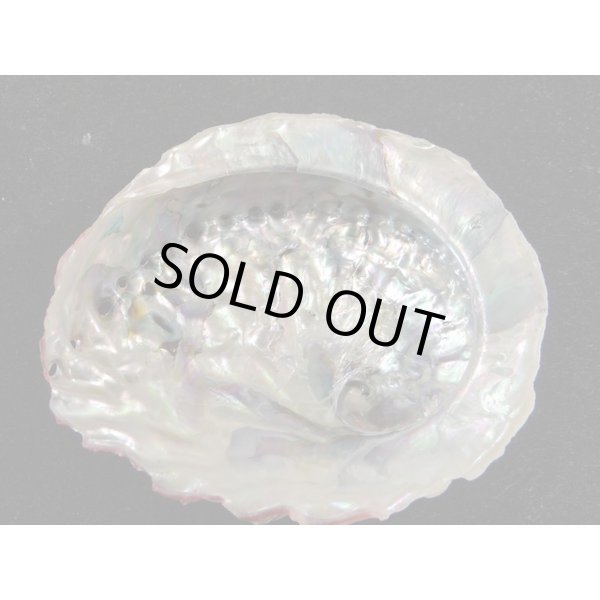 画像2: ミダノアワビ (2)