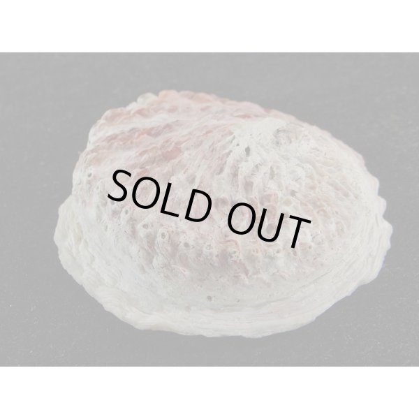 画像3: ミダノアワビ (3)