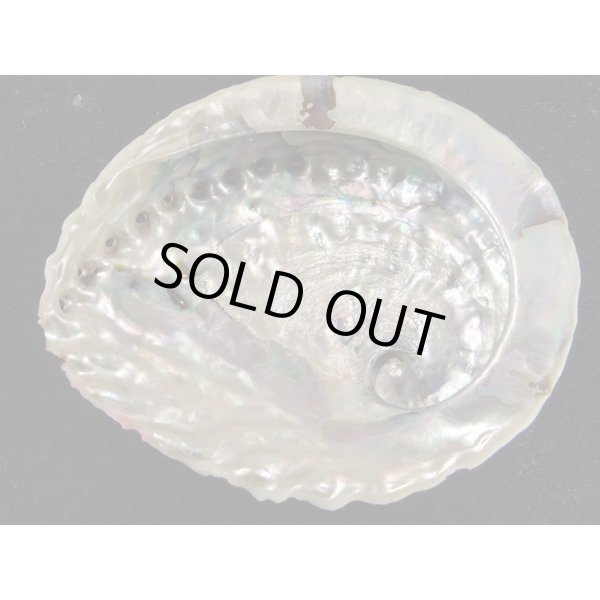 画像2: ミダノアワビ (2)