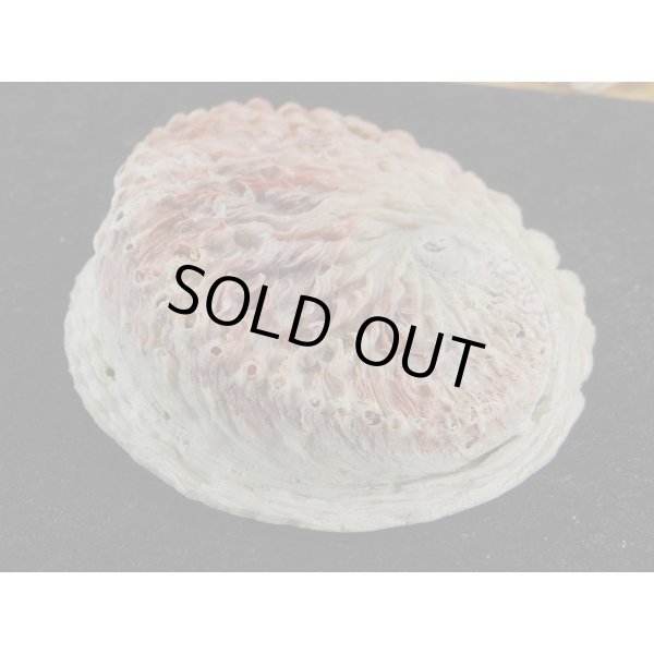 画像3: ミダノアワビ (3)