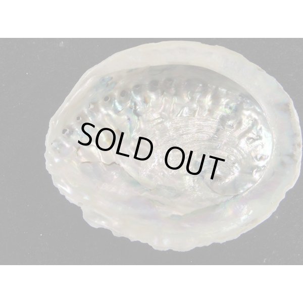 画像2: ミダノアワビ (2)