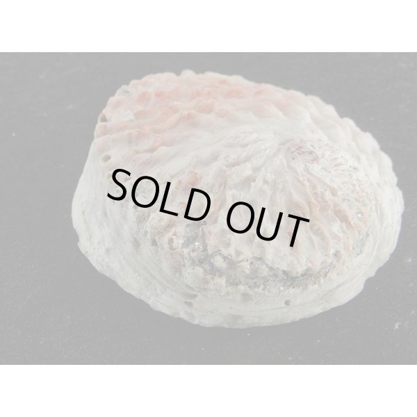 画像3: ミダノアワビ (3)