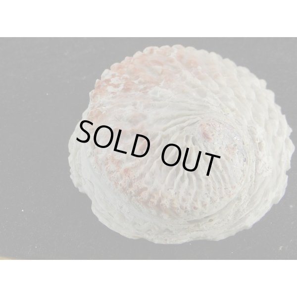 画像3: ミダノアワビ (3)