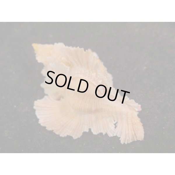 画像2: ベニバショウ　特美品 (2)