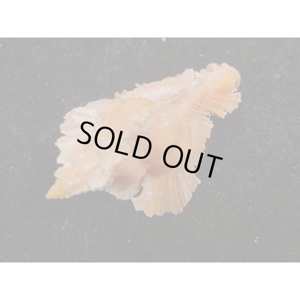 画像3: ベニバショウ　特美品 (3)