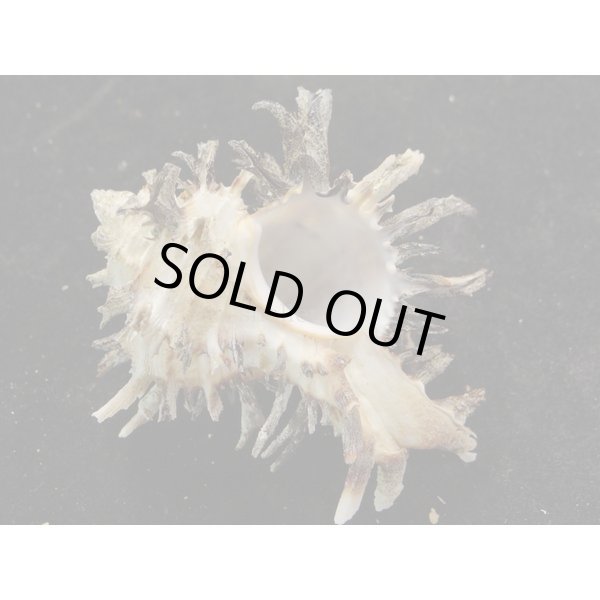 画像2: ノシメガンセキ (2)