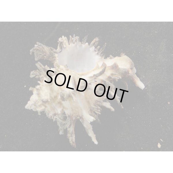 画像3: ノシメガンセキ (3)