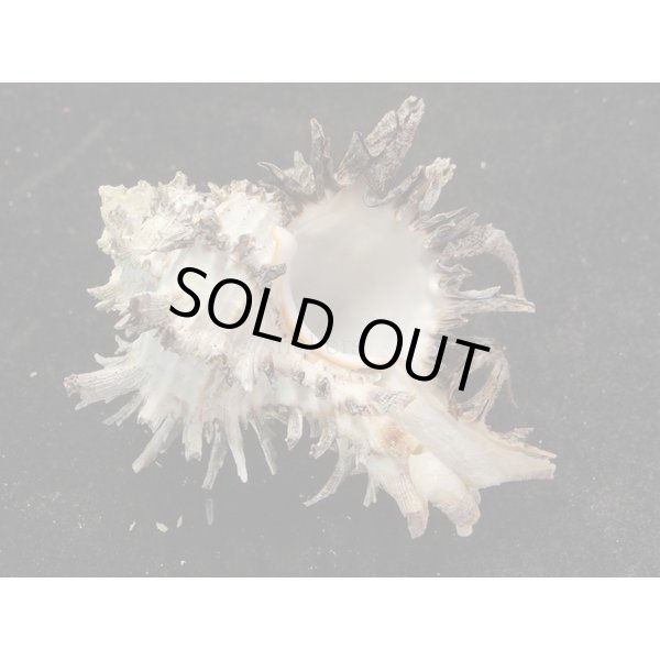 画像2: ノシメガンセキ (2)