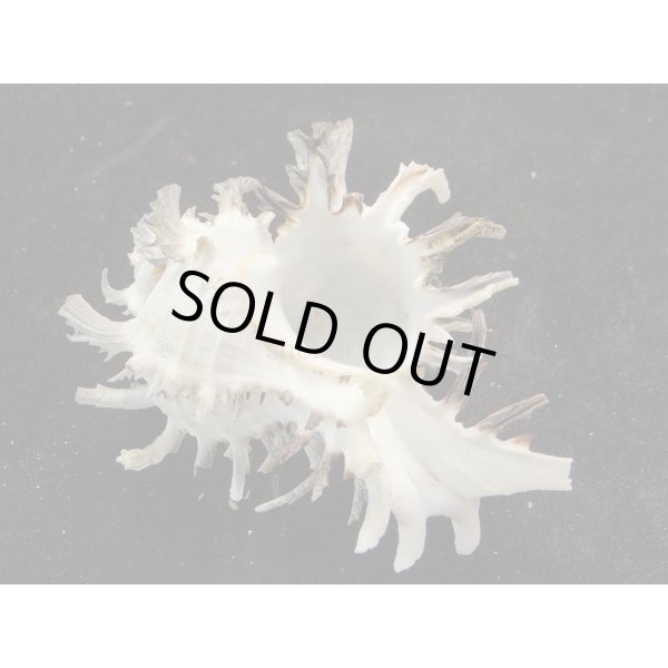 画像2: ノシメガンセキ (2)