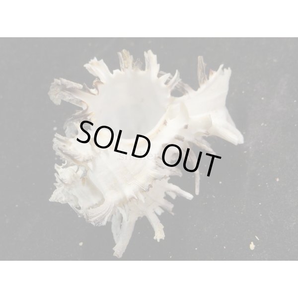 画像3: ノシメガンセキ (3)