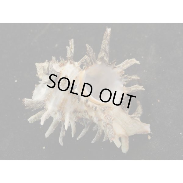 画像2: ノシメガンセキ (2)