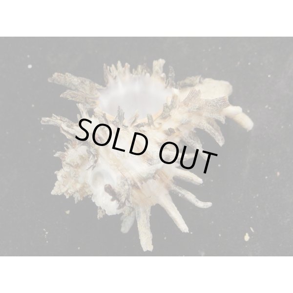 画像3: ノシメガンセキ (3)