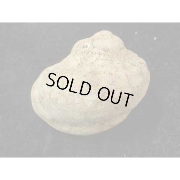 画像2: リュウオウスガイ (2)