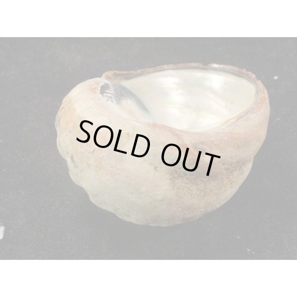 画像3: リュウオウスガイ (3)