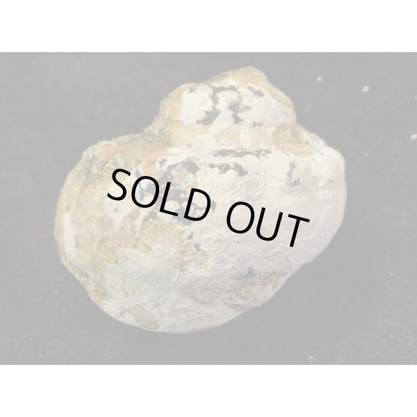 画像2: リュウオウスガイ (2)