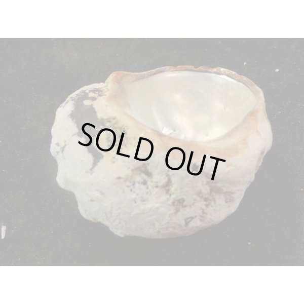 画像3: リュウオウスガイ (3)