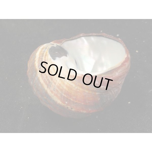 画像3: リュウオウスガイ (3)