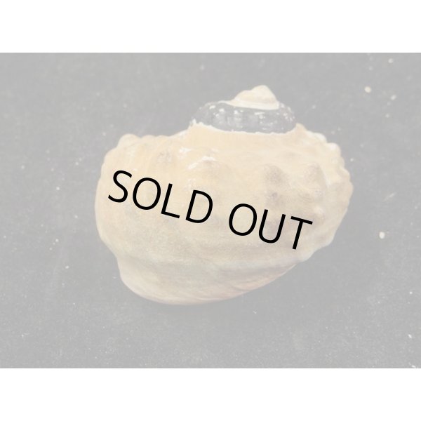 画像2: リュウオウスガイ (2)