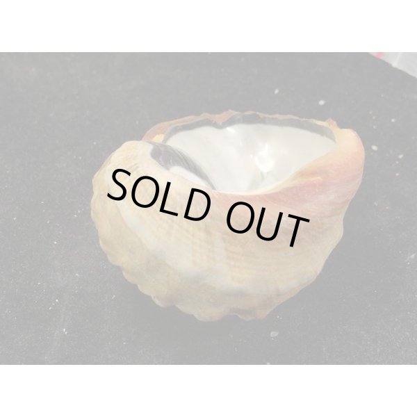 画像3: リュウオウスガイ (3)