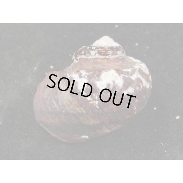 画像2: リュウオウスガイ (2)