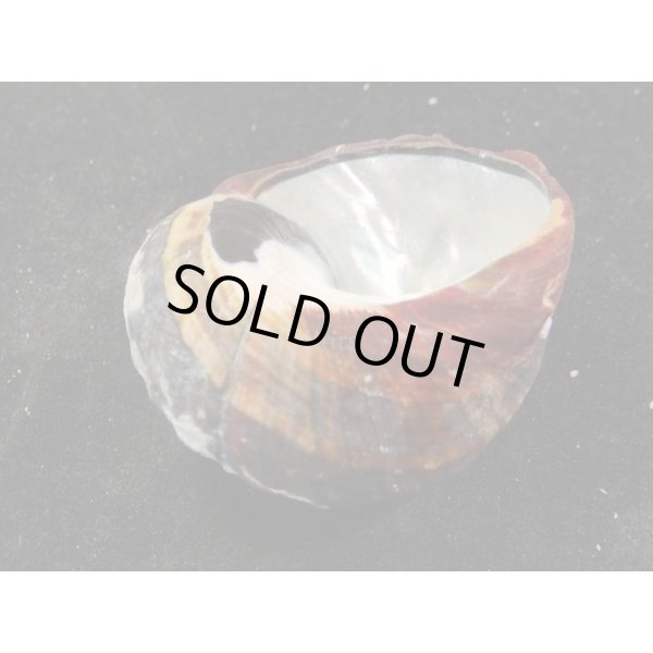 画像3: リュウオウスガイ (3)