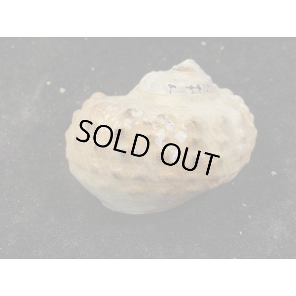 画像2: リュウオウスガイ (2)