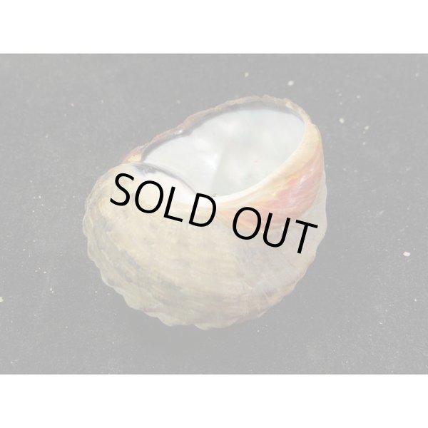 画像3: リュウオウスガイ (3)