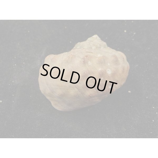 画像2: リュウオウスガイ (2)