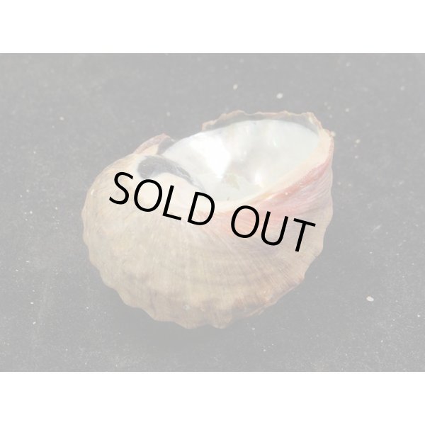 画像3: リュウオウスガイ (3)