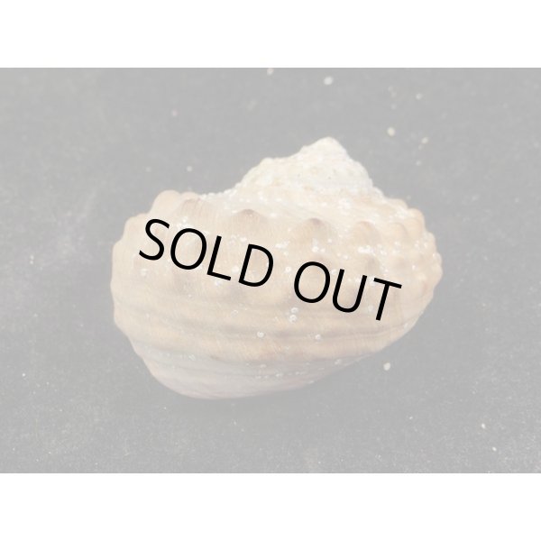 画像2: リュウオウスガイ (2)