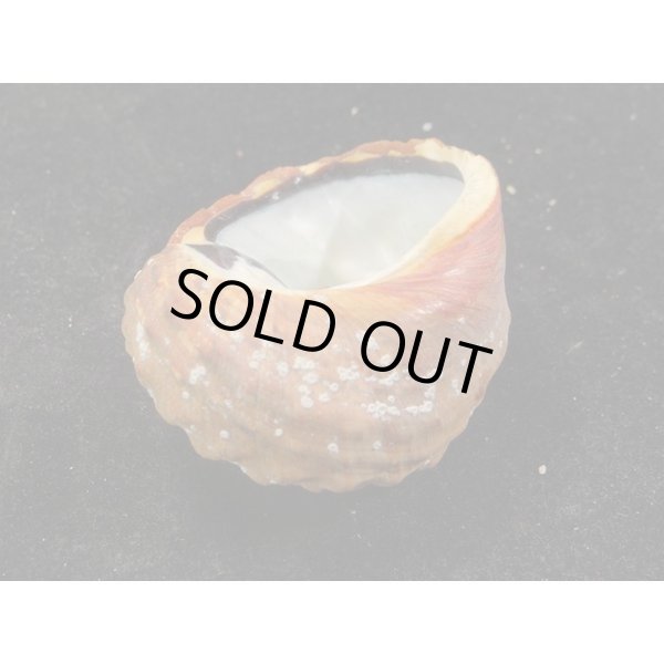 画像3: リュウオウスガイ (3)