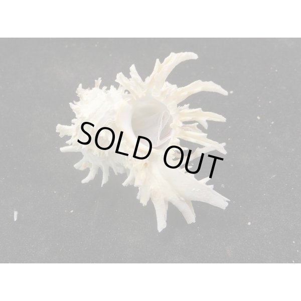 画像2: ノシメガンセキ (2)