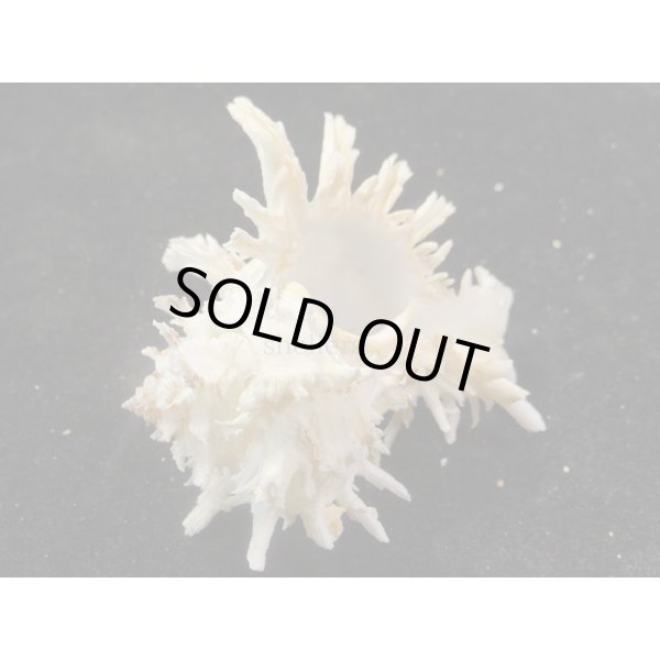 画像3: ノシメガンセキ (3)