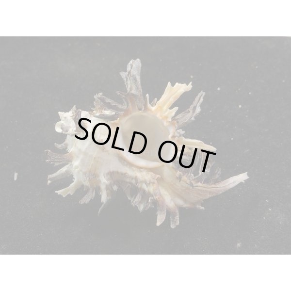 画像2: ノシメガンセキ (2)