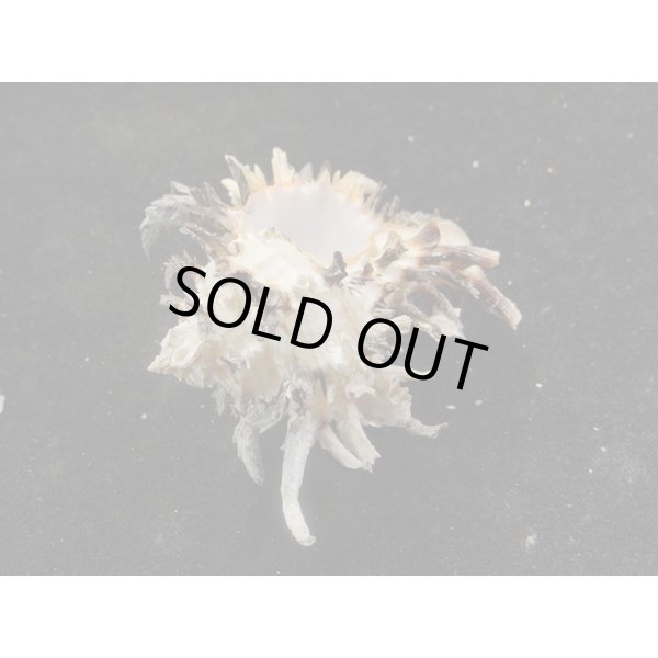 画像3: ノシメガンセキ (3)