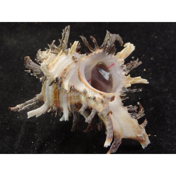 画像2: ノシメガンセキ (2)