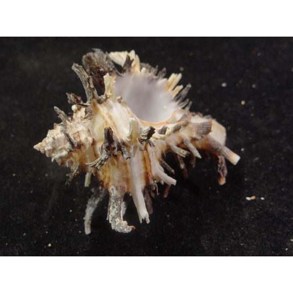 画像3: ノシメガンセキ (3)