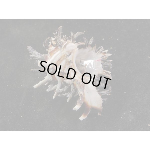 画像2: ノシメガンセキ (2)