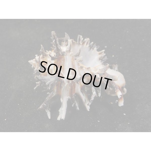 画像3: ノシメガンセキ (3)