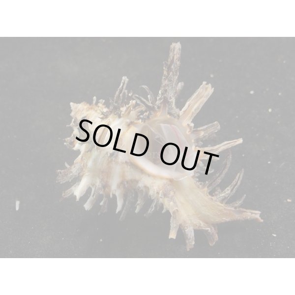 画像2: ノシメガンセキ (2)