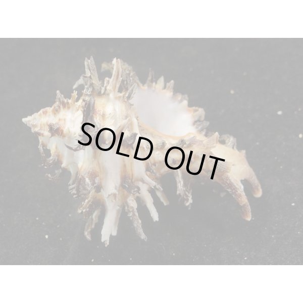 画像3: ノシメガンセキ (3)