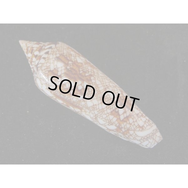 画像2: ベンカルイモ 老成 (2)