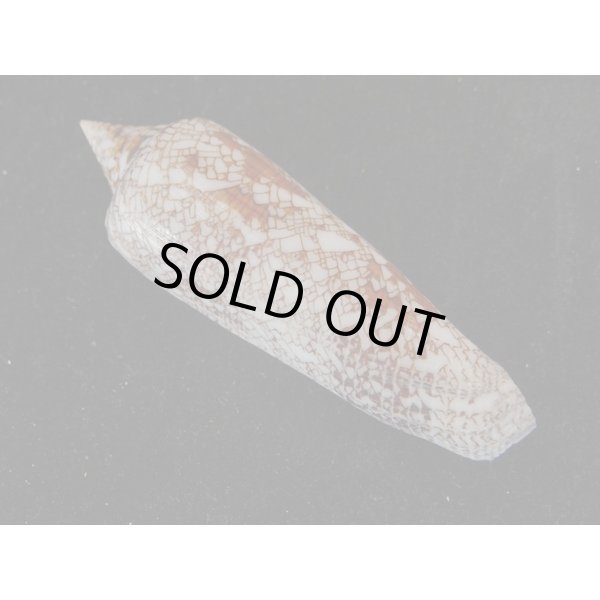 画像2: ベンカルイモ (2)