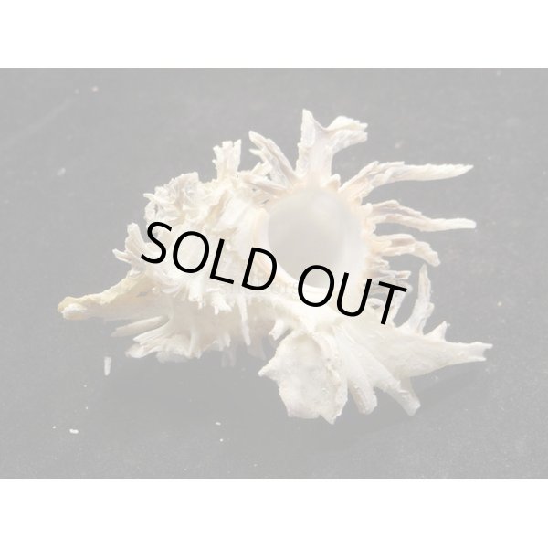 画像2: ノシメガンセキ (2)