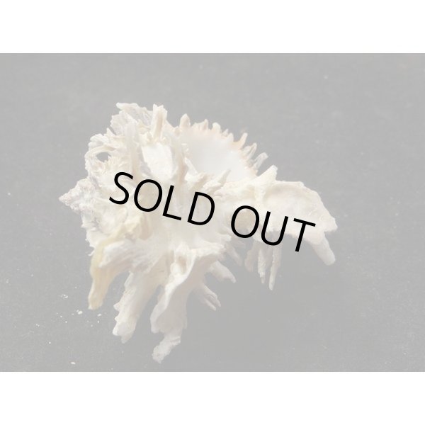 画像3: ノシメガンセキ (3)