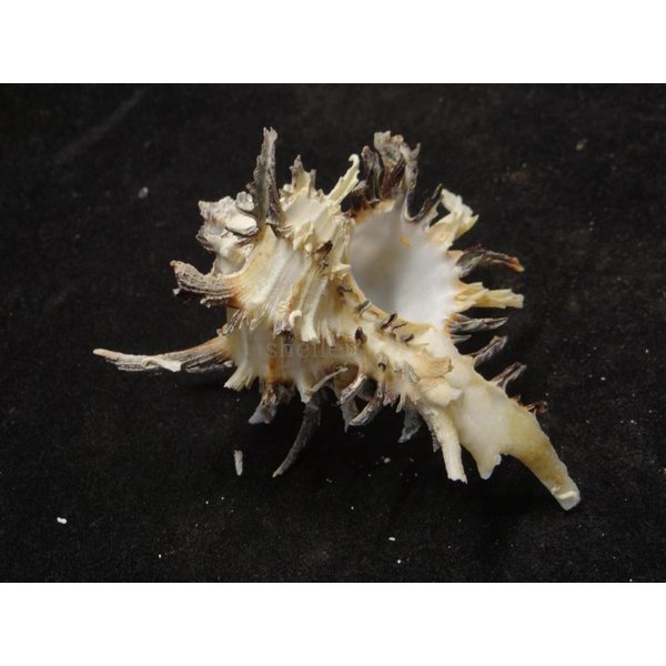 画像2: ノシメガンセキ (2)